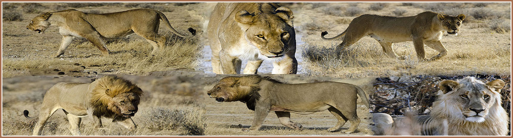 Namibia - Leones - marco